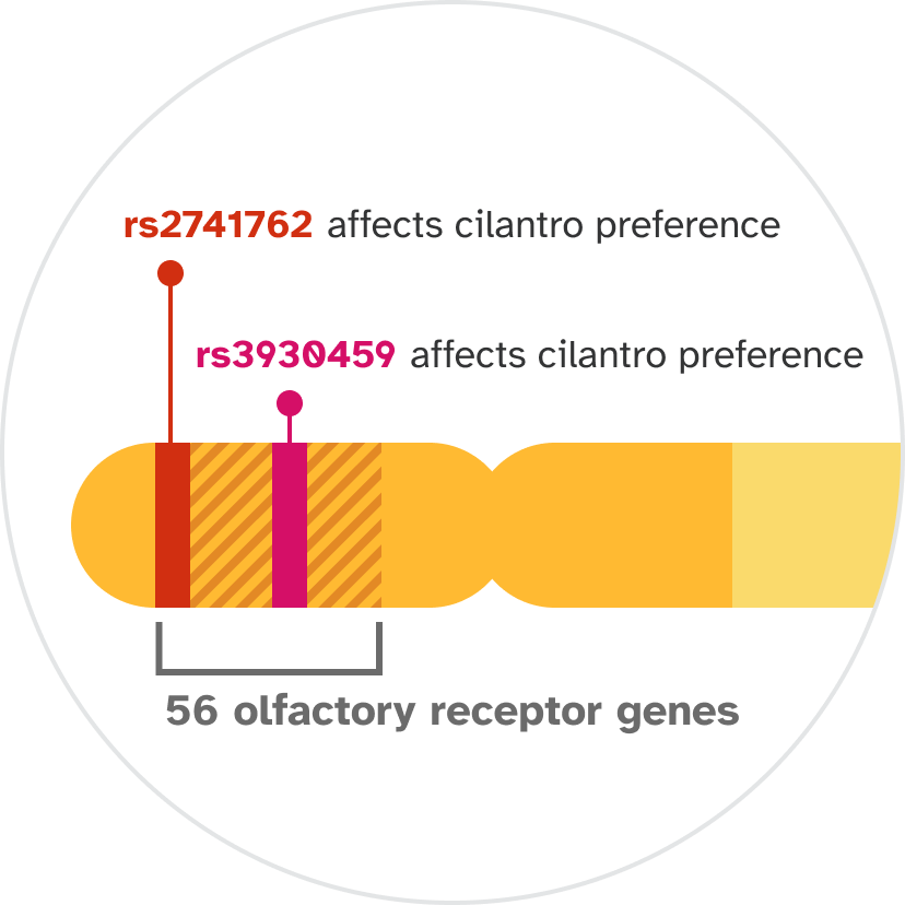 rs2741762 affects cilantro preference. rs3930459 affects cilantro preference. These are shown located near 56 olfactory receptor genes on a chromosome.